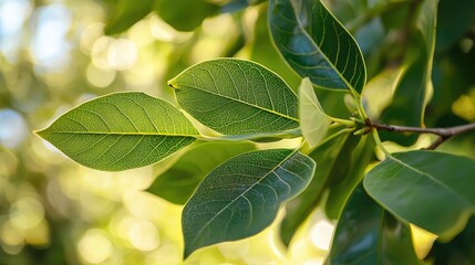 Close-up of green leaves on a branch with blurred background.