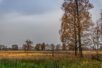 Obraz premium A field of trees with a cloudy sky in the background