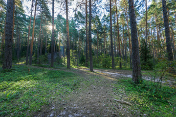 A forest with a path through it