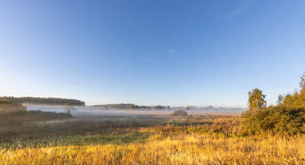 Fototapeta premium Field of grass with a foggy mist in the air