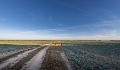 Road runs through a field of green grass