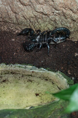 Dark scorpion in a terrarium near a bowl of water.
