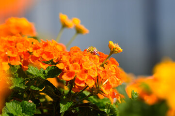 Vibrant orange flowers blooming under the warm sun in a peaceful garden setting
