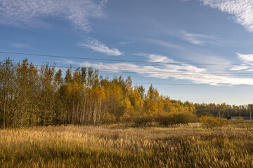 Obraz premium A field of tall grass with a blue sky in the background