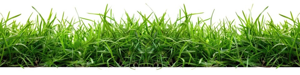 Obraz premium Grass Border. Perfect Green Grass Isolated on White Background for Spring Meadow Border