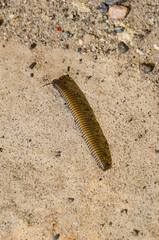 miriápodo Acanthoiulus fuscipes