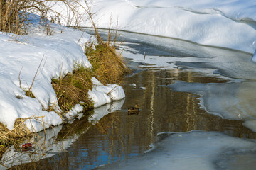 A small duck is swimming in a river with snow on the ground