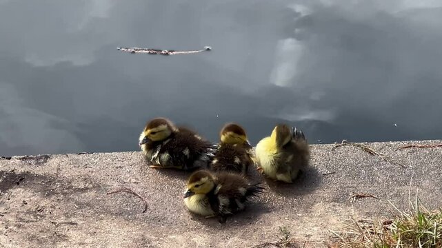 Ducklings by the lake of Woodlands, Houston,Texas 