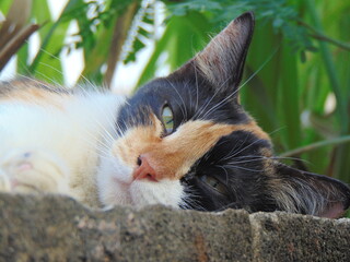 close-up portrait of a domestic cat lying down