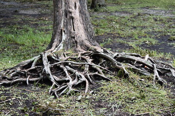 roots of a tree exposed above the ground