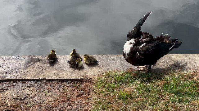 Muscovy duck with its babies in Houston, Texas lakes
