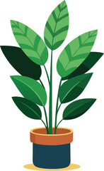 Zamioculcas Indoor Plant Vector Illustration