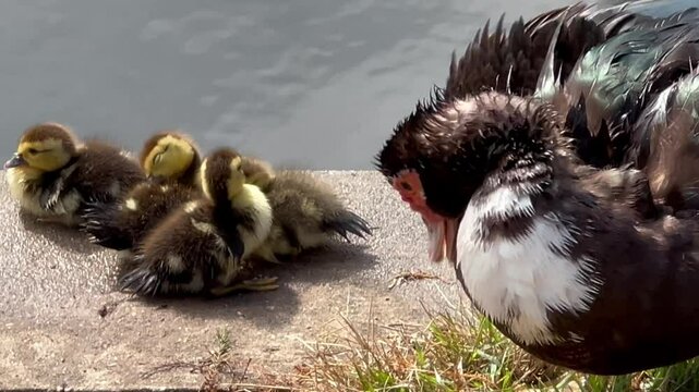 Muscovy duck with its babies in Houston, Texas lakes