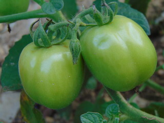 close up shot of green tomatoes on the tree