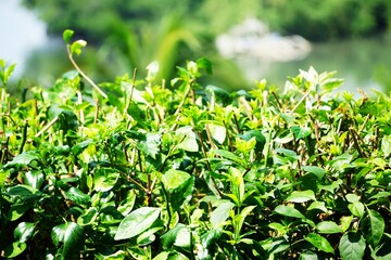 Green leaves background