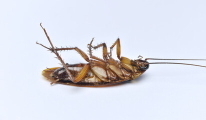 Close-up photo of a dead cockroach lying on its back isolated on white background.	