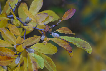 Shacholan soulange - hairy leaves on a twig with autumn color leaves.
