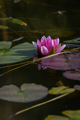 Light purple water lily in pond.
