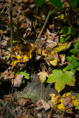 A beautifully colored dragonfly sitting on a tree.
