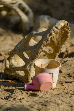 Exposed dinosaur skull in children's sandbox.
