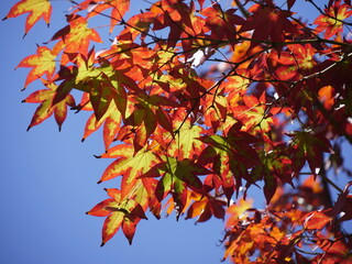 Maple leaves turning red in october, fall foliage season. Autumn background. momiji in Japan with sunlight