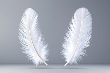 Obraz premium Soft white feathers gracefully positioned against a smooth gray background