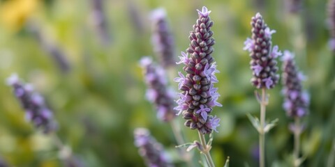 Obraz premium Vibrant purple lavender plant in full bloom against a soft blurred background, plant, growth