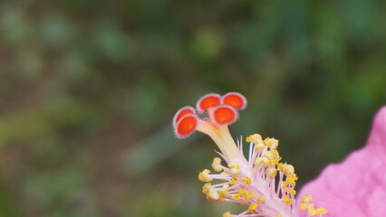Hibiscus fragilis is a rare, endangered flowering plant with delicate pink blooms, native to...