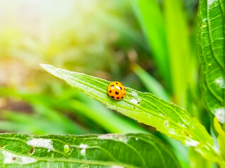 A bright orange ladybug with black spots rests on a bright green leaf. Surrounded by lush greenery as a background. The sunlight softly lit the scene. Gives a warm and natural feeling.
