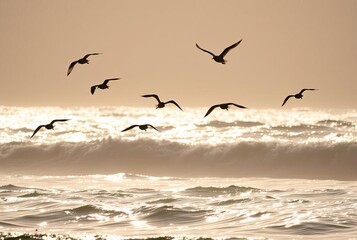 Seabird Silhouettes Silhouettes of seabirds flying above the wav