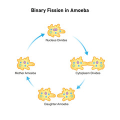 Amoeba Cell Binary Fission Science Design. Vector Illustration.