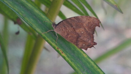Indian Night Moth is a nocturnal insect with patterned wings, known for its camouflage, attraction...