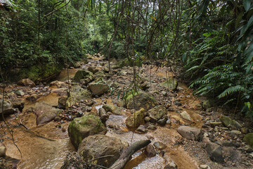 Jungle Stream Flowing Through Rocky Path