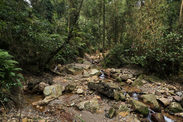 Jungle Stream Flowing Through Rocky Path