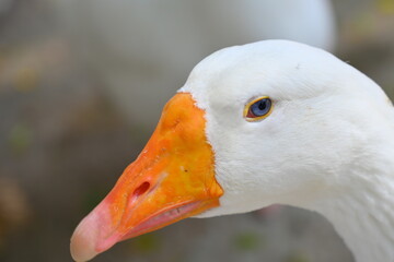 white goose portrait