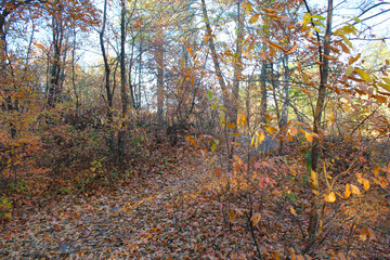 Fototapeta premium autumn leaves in the forest
