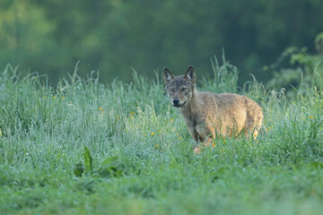 Wilk szary, wilk (Canis lupus) © Bartosz Rakoczy