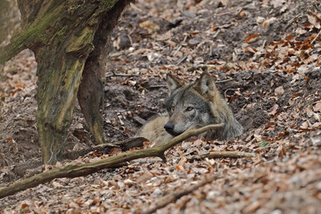 Wilk szary, wilk (Canis lupus) © Bartosz Rakoczy