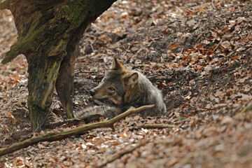 Wilk szary, wilk (Canis lupus) © Bartosz Rakoczy
