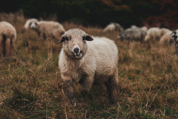 Owca © Katarzyna