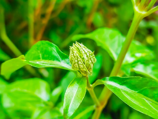 Close-up photo of plant with green stem and leaves The buds have light green lines. Make it textured and patterned. The background is blurred with a light shade of green. 