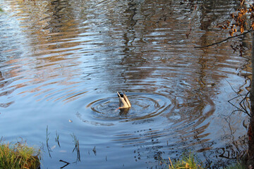 the duck dives into the water