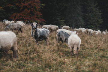 Stado © Katarzyna