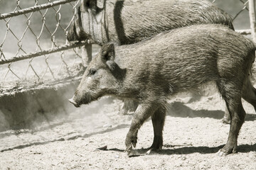 wild boar in the mud