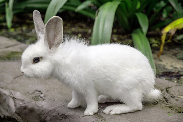 white rabbit on the nature