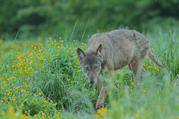 Wilk szary, wilk (Canis lupus) © Bartosz Rakoczy