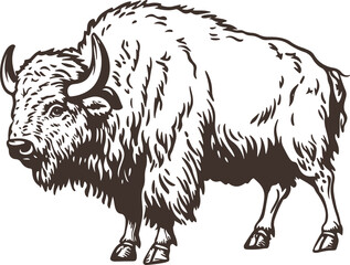 black and white illustration of hand drawn bison