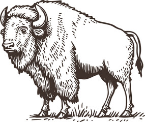 black and white illustration of hand drawn bison