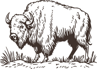 black and white illustration of hand drawn bison
