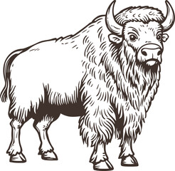 black and white illustration of hand drawn bison
